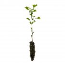 Garden Decor Ginkgo biloba Small Tree Plant