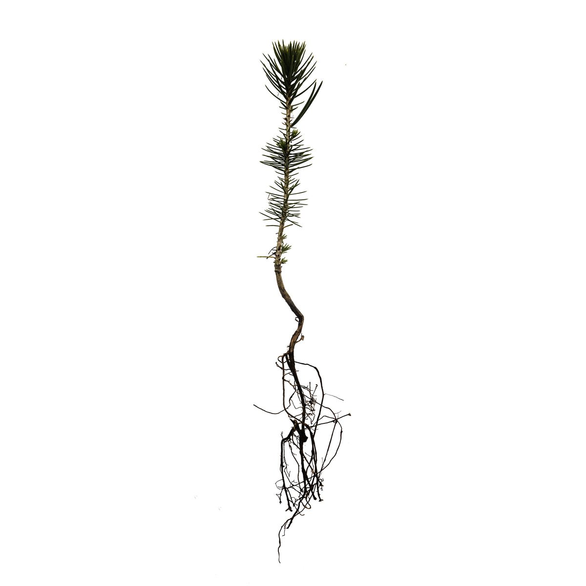 Garden Decor Pi&Atilde;&plusmn;on Pine Pinus monophylla Small Tree Plant