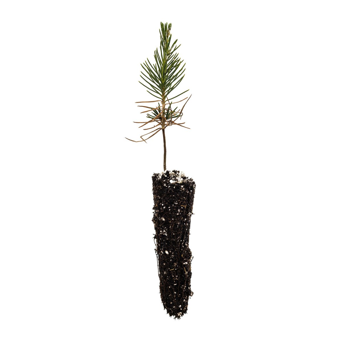Garden Decor Japanese Black Pine Small Tree Plant
