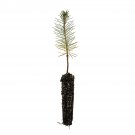 Garden Decor Ponderosa Pine Small Tree Plant