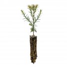 Garden Decor Coast Redwood Small Tree Plant