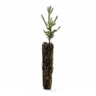 Garden Decor Giant Sequoia Small Tree Plant