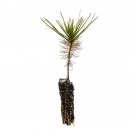 Garden Decor Mexican Weeping Pine Small Tree Plant