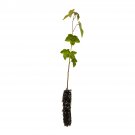 Garden Decor American Sweetgum Small Tree Plant