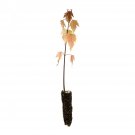 Garden Decor Silver Maple Small Tree Plant