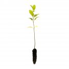 Garden Decor Green Ash Small Tree Plant