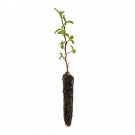 Garden Decor Red Alder Small Tree Plant