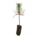 Garden Decor Ghost Pine Small Tree Plant