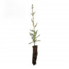 Garden Decor Italian Cypress Small Tree Plant