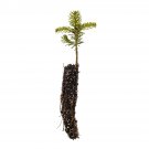 Garden Decor Korean Fir Small Tree Plant