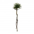 Garden Decor Foxtail Pine Small Tree Plant