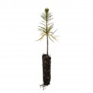 Garden Decor Sugar Pine Small Tree Plant