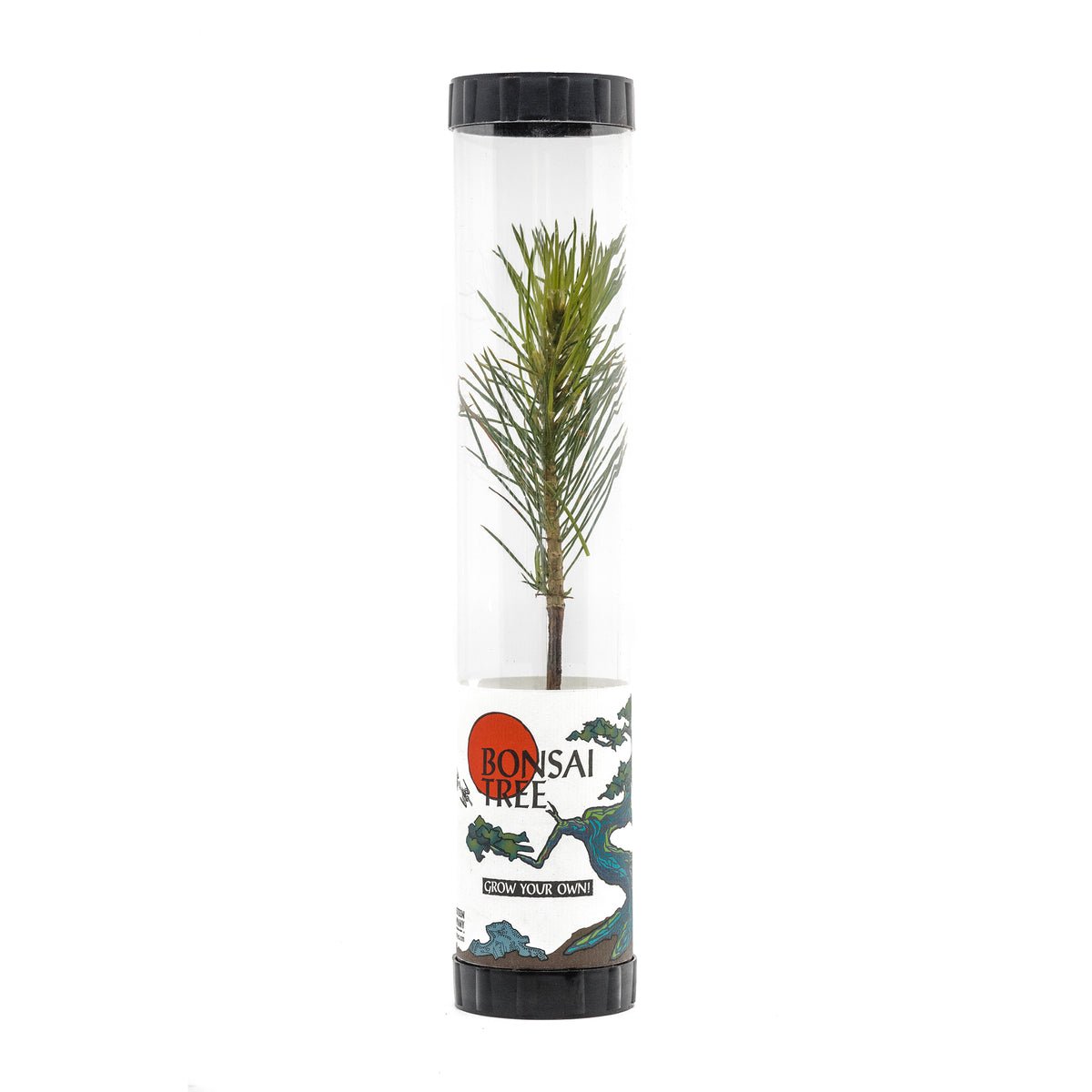 Garden Decor Bonsai Starter Packaged Live Tree
