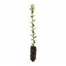 Garden Decor Cork Oak Medium Tree Plant
