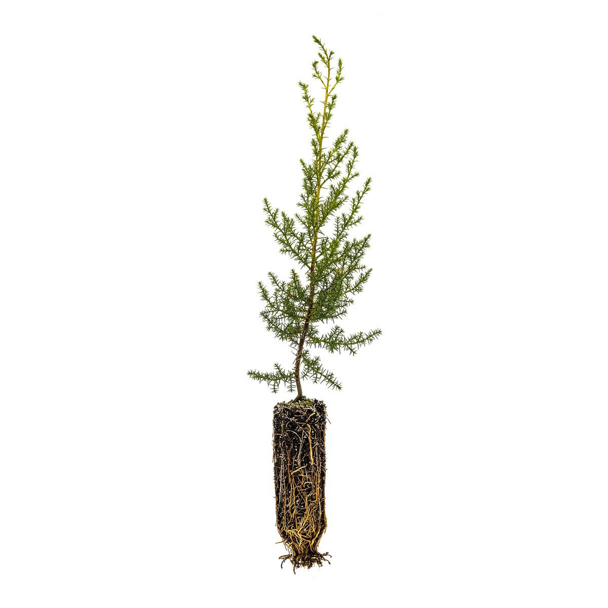 Garden Decor Tecate Cypress Medium Tree Plant