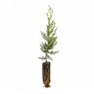 Garden Decor Tecate Cypress Medium Tree Plant