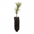 Garden Decor Southern Chinese Pine Medium Tree Plant