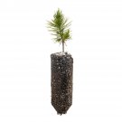 Garden Decor Mexican Weeping Pine Medium Tree Plant