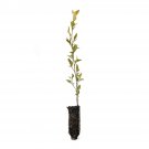 Garden Decor River Birch Medium Tree Plant
