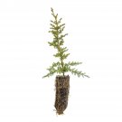Garden Decor Pygmy Cypress Medium Tree Plant
