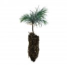 Garden Decor Deodar Cedar Medium Tree Plant