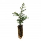 Garden Decor Western Hemlock Medium Tree Plant