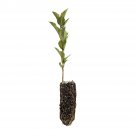 Garden Decor Common Apple Medium Tree Plant