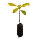 Garden Decor Bur Oak Medium Tree Plant