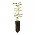Garden Decor Dawn Redwood Medium Tree Plant