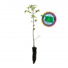 Garden Decor Oklahoma City Survivor Tree Small Tree Plant