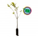 Garden Decor Oklahoma City Survivor Tree Medium Tree Plant