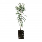 Garden Decor Baldcypress XL Tree Plant
