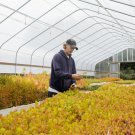 Garden Decor American Sweetgum Bulk Nursery Lots