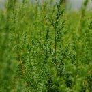 Garden Decor Tecate Cypress Lot of 30 Tree Plant