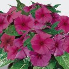 FRAGRANT PACIFICA RASPBERRY VINCA FLOWER 40 US SEEDS