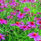 COREOPSIS AMERICAN DREAM FLOWER 50 US SEEDS