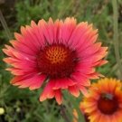 30 US SEEDS ARISTATA GAILLARDIA TOKAJER FLOWER