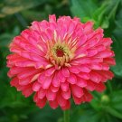 GIANT CARMINE ROSE ZINNIA FLOWER 30 US SEEDS