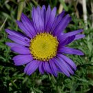 TAHOKA DAISY FLOWER 30 US SEEDS