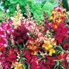 50 US SEEDS FROSTED FLAMES SNAPDRAGON FLOWER MIX  VARIGATED LEAVES ANTIRRHINUM