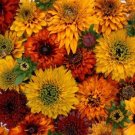 30 US SEEDS MIX RUDBECKIA MOROCCAN SUN FLOWER