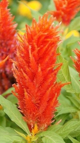 FLOWER CELOSIA PLUMED FLAME ORANGE FLAMINGO 30 US SEEDS