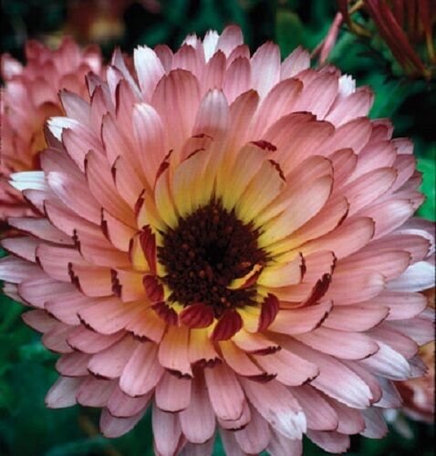40 US SEEDS&Acirc;&nbsp;CALENDULA TRIANGLE FLASHBACK FLOWER