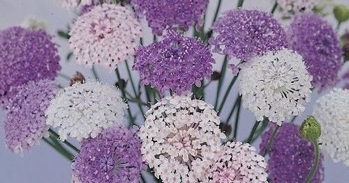 BLUE PINK WHITE DIDISCUS LACY MIX FLOWER 50 US SEEDS