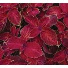 COLEUS WIZARD SCARLET SHADE LOVING FLOWER 50 US SEEDS