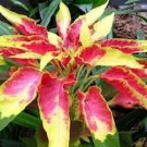 50 US SEEDS AMARANTHUS TRI COLOR FLAMING FOUNTAIN FLOWER