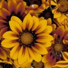 GAZANIA BRONZE STAR FLOWER 30 US SEEDS