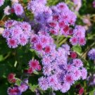 50 US SEEDS PURPLE TYCOON AGERATUM FLOWER