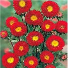 ASTER KURENAI RED FLOWER 30 US SEEDS