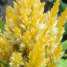 40 US SEEDS FLOWER CELOSIA PLUMED FRESH LOOK YELLOW
